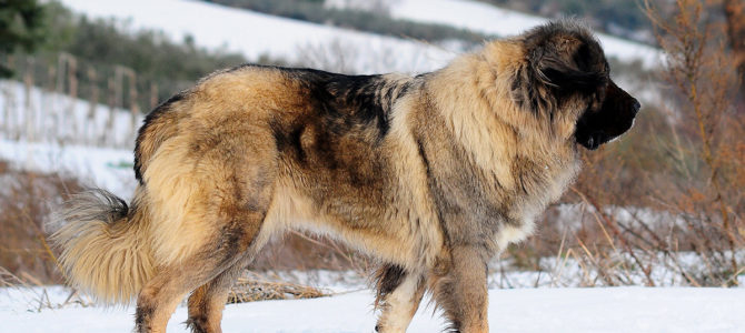 Руски овчари – пси великог срца